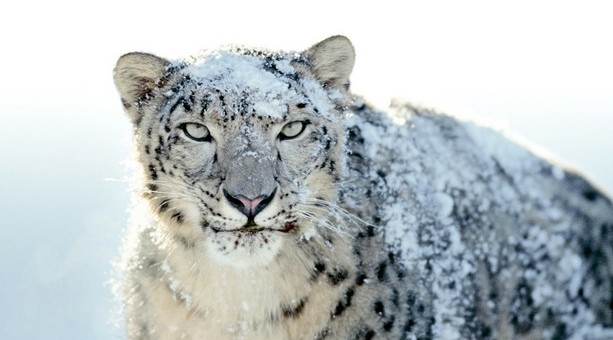 Snow Leopard et les failles de sécurité Flash Snow Leopard et les failles de sécurité Flash
